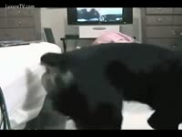 Cam bitch opens her legs for a large black dog weenie